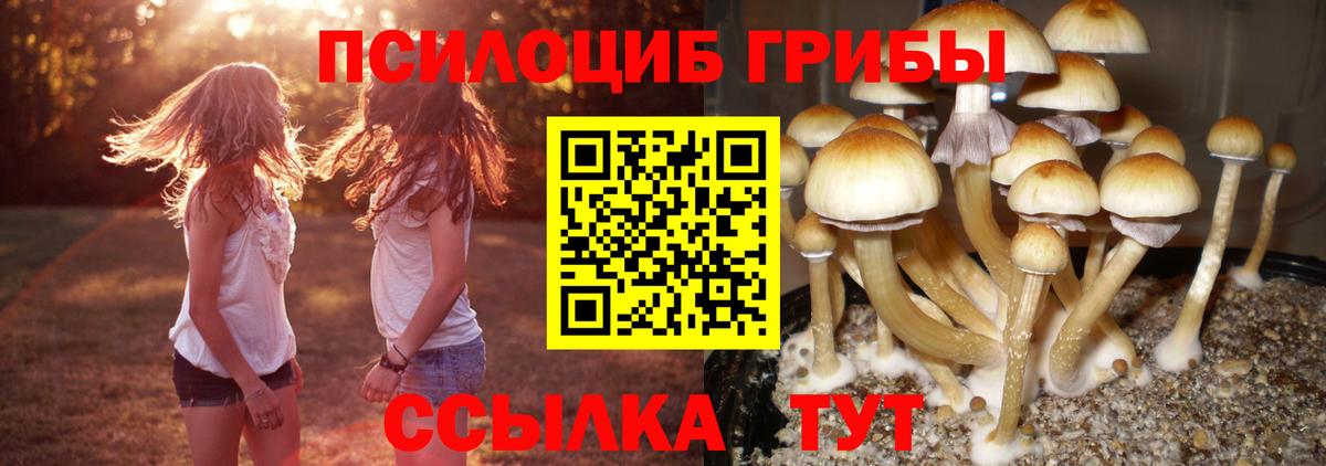 Галлюциногенные грибы Psilocybine cubensis Гусиноозёрск